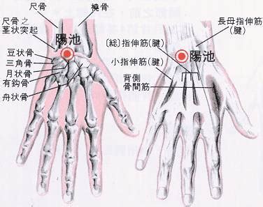 曲尺穴位置|醫砭 » 經穴庫 » 曲池